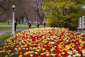 Les meilleurs endroits pour admirer les tulipes dans la capitale