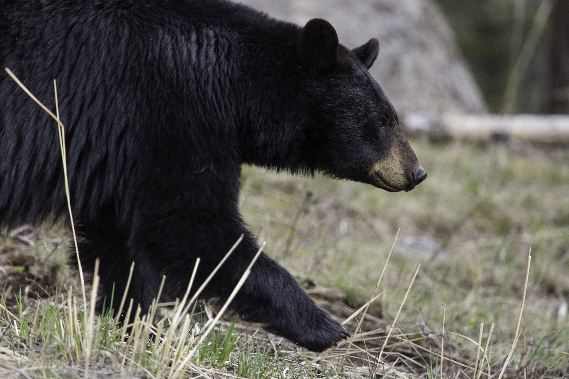 The Black Bear in Gatineau Park