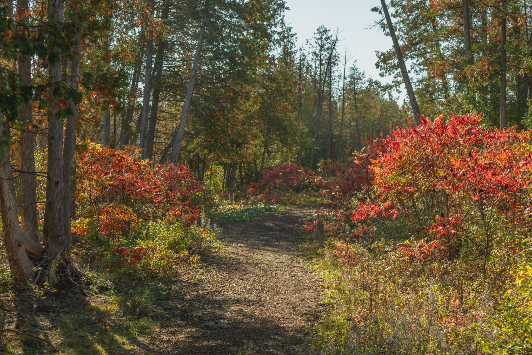 A hiking trail with fall colours
