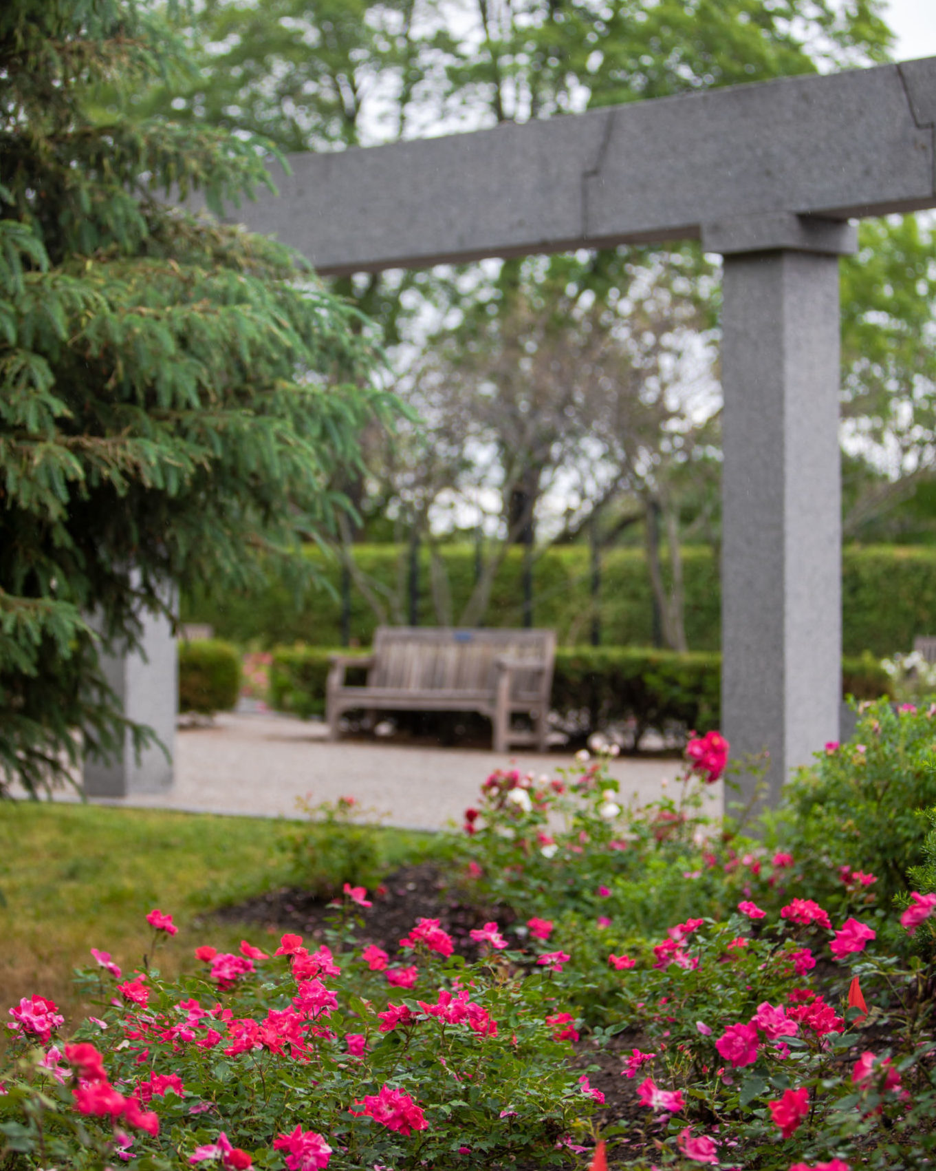 Des rosiers rose vif en avant-plan, avec des colonnes de marbre, des arbres matures et un banc en arrière-plan.