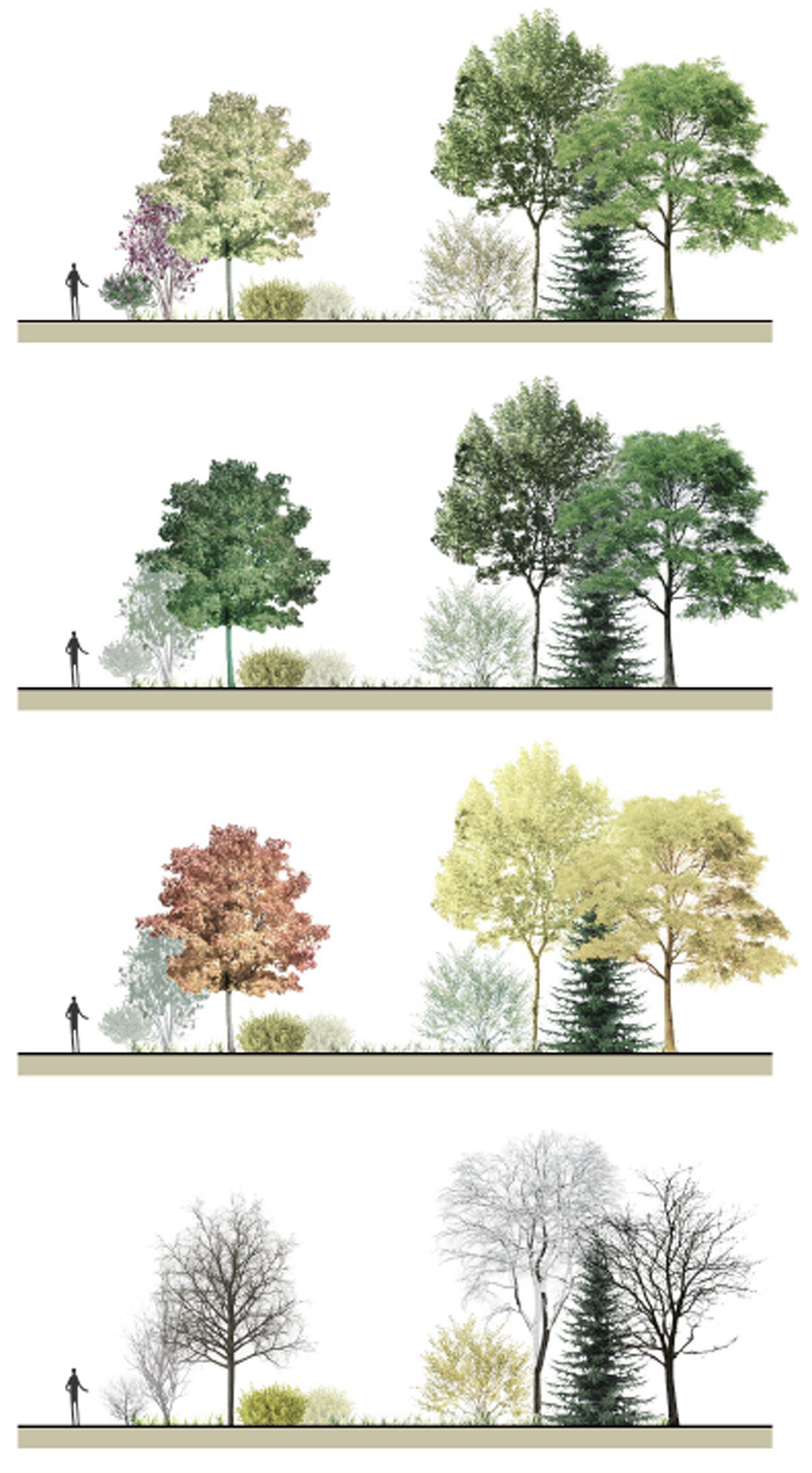 Les arbres, les arbustes et les fleurs plantés dans les cours Sussex, telles qu’imaginées par Yuan Li, Siqing Hu et Yuxin Ti.