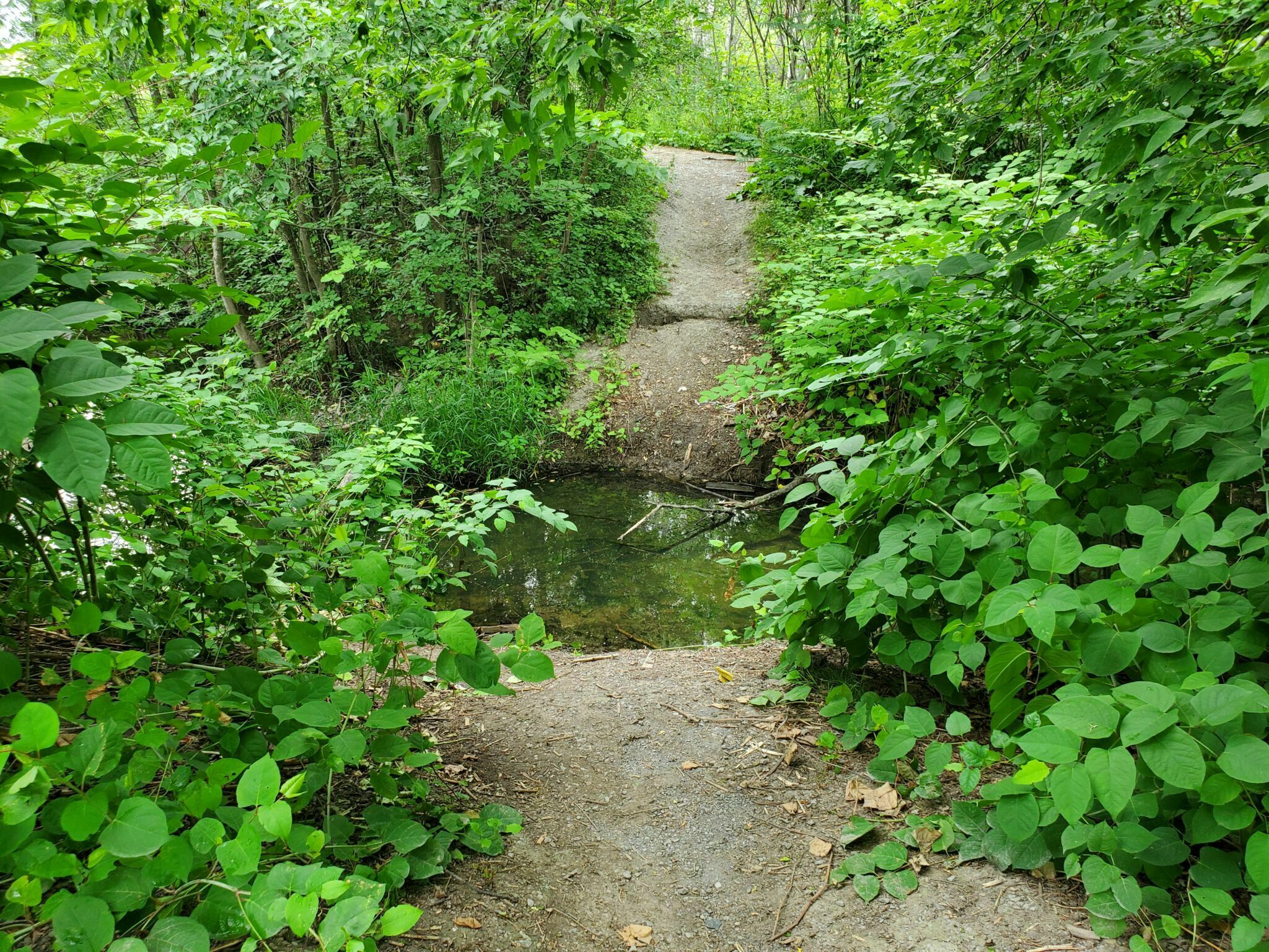 Petit ruisseau qui traverse un sentier étroit