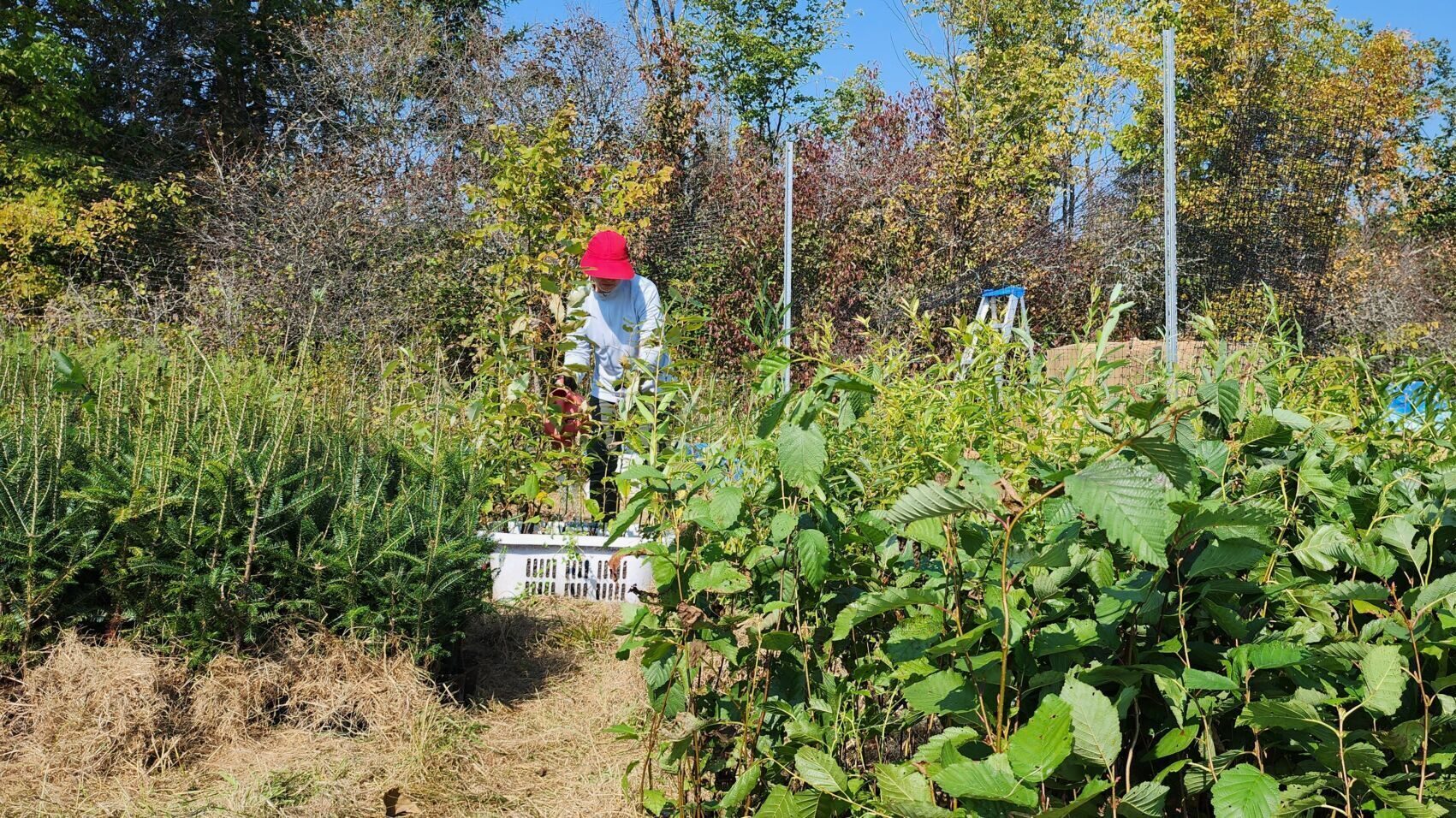 Plantation de 20 000 arbres dans la vallée du ruisseau Meech