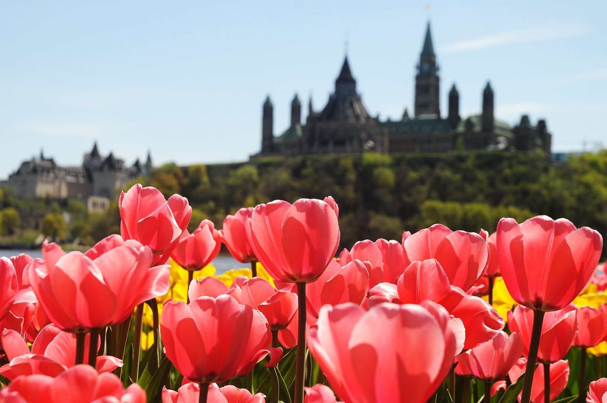 Tulipes en premier plan avec la colline du parlement à l'arrière