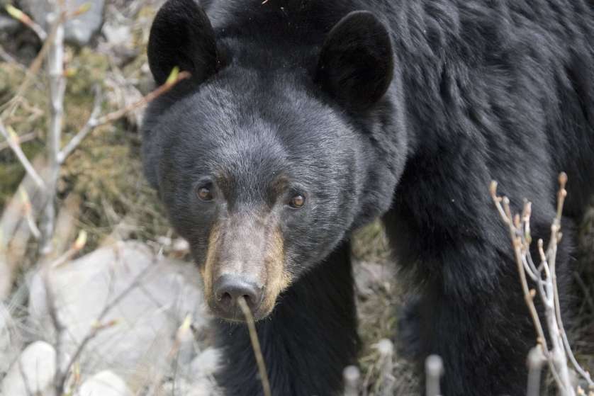 Close-up of a black bear