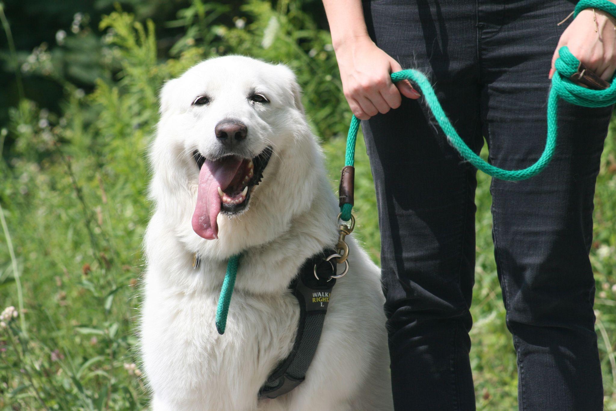 Dogs on Gatineau Park Trails - National Capital Commission