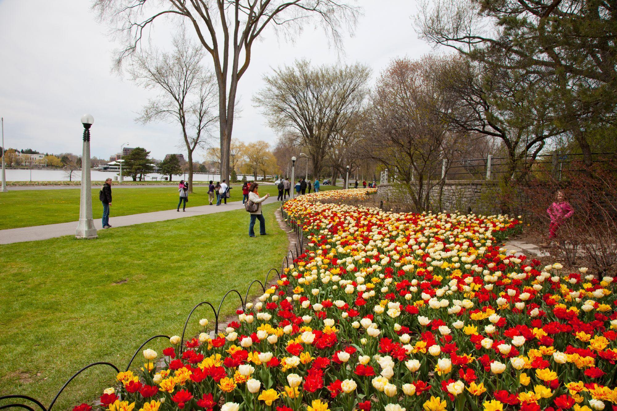 People visiting Commissioners Park in Ottawa, in the spring when tulips are in bloom.