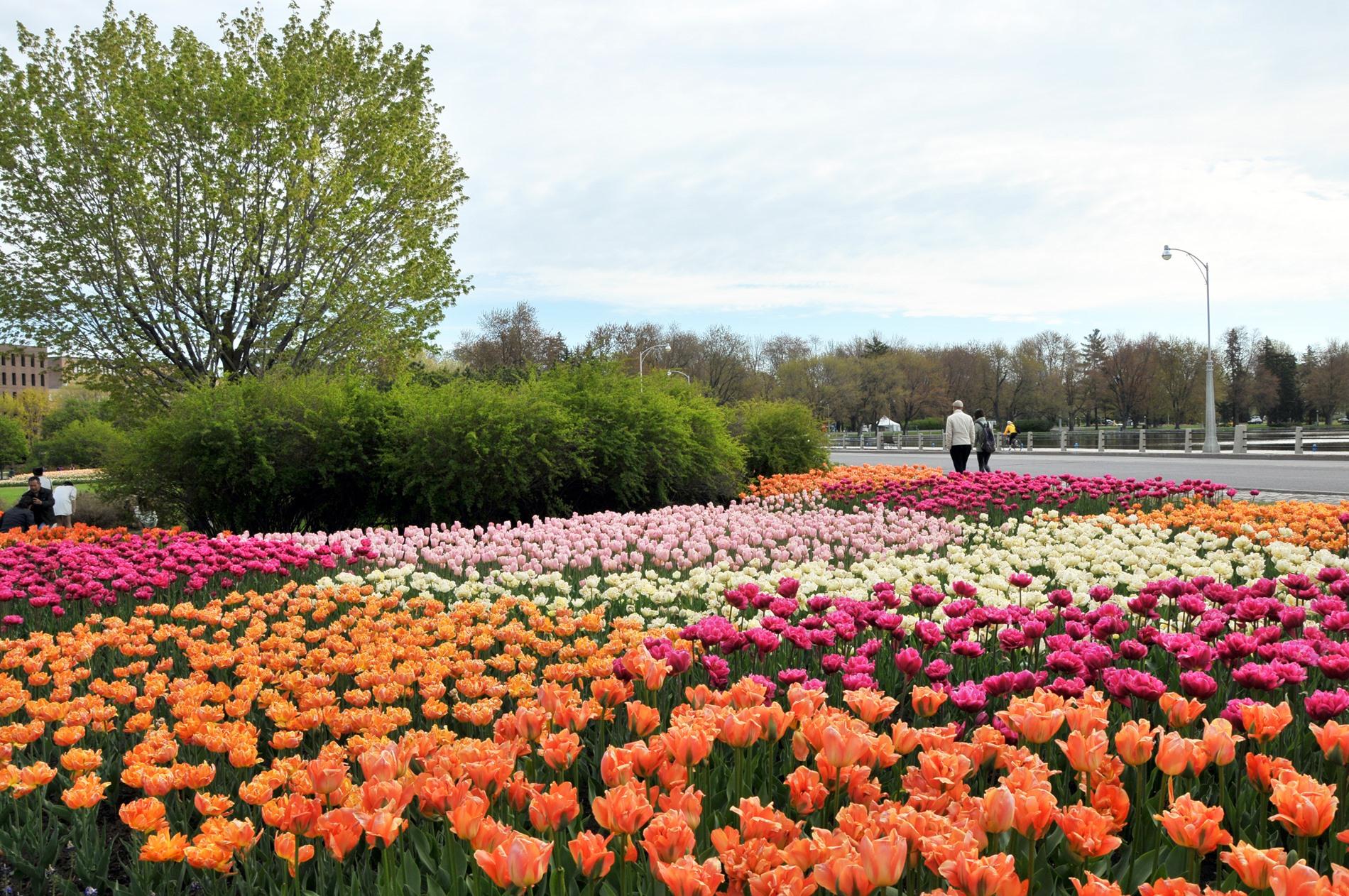 Tulips in the Capital National Capital Commission