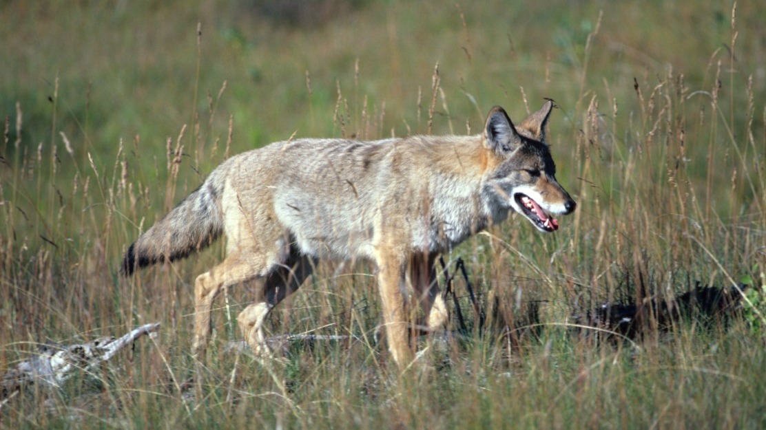Coyote qui marche dans un champ, en été.