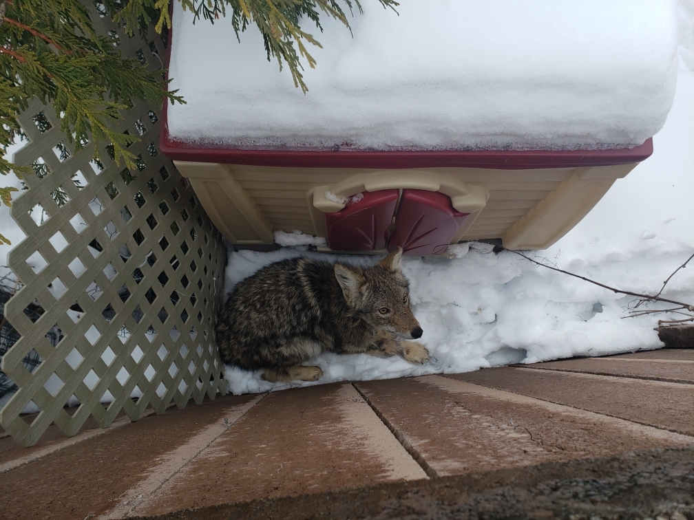 coyote visiblement apeuré dans une cour résidentielle