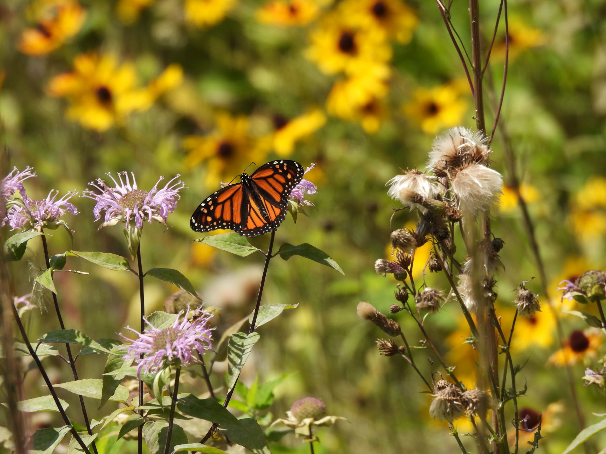 Papillon monarque sur une fleur mauve