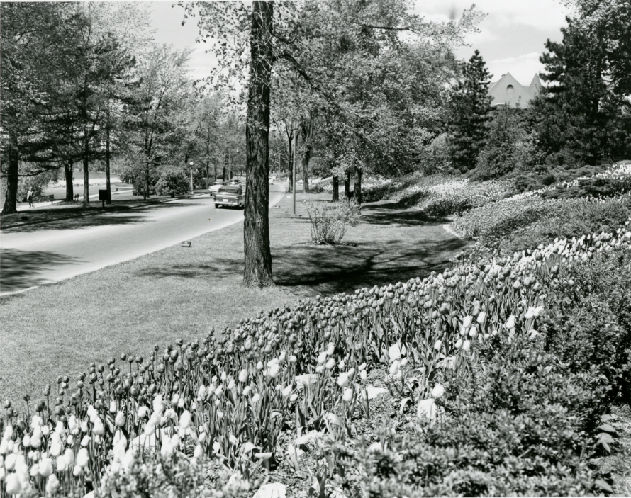 Tulipes au lac Dows. Mai 1958. Crédit : Bibliothèque et Archives Canada / E999914000