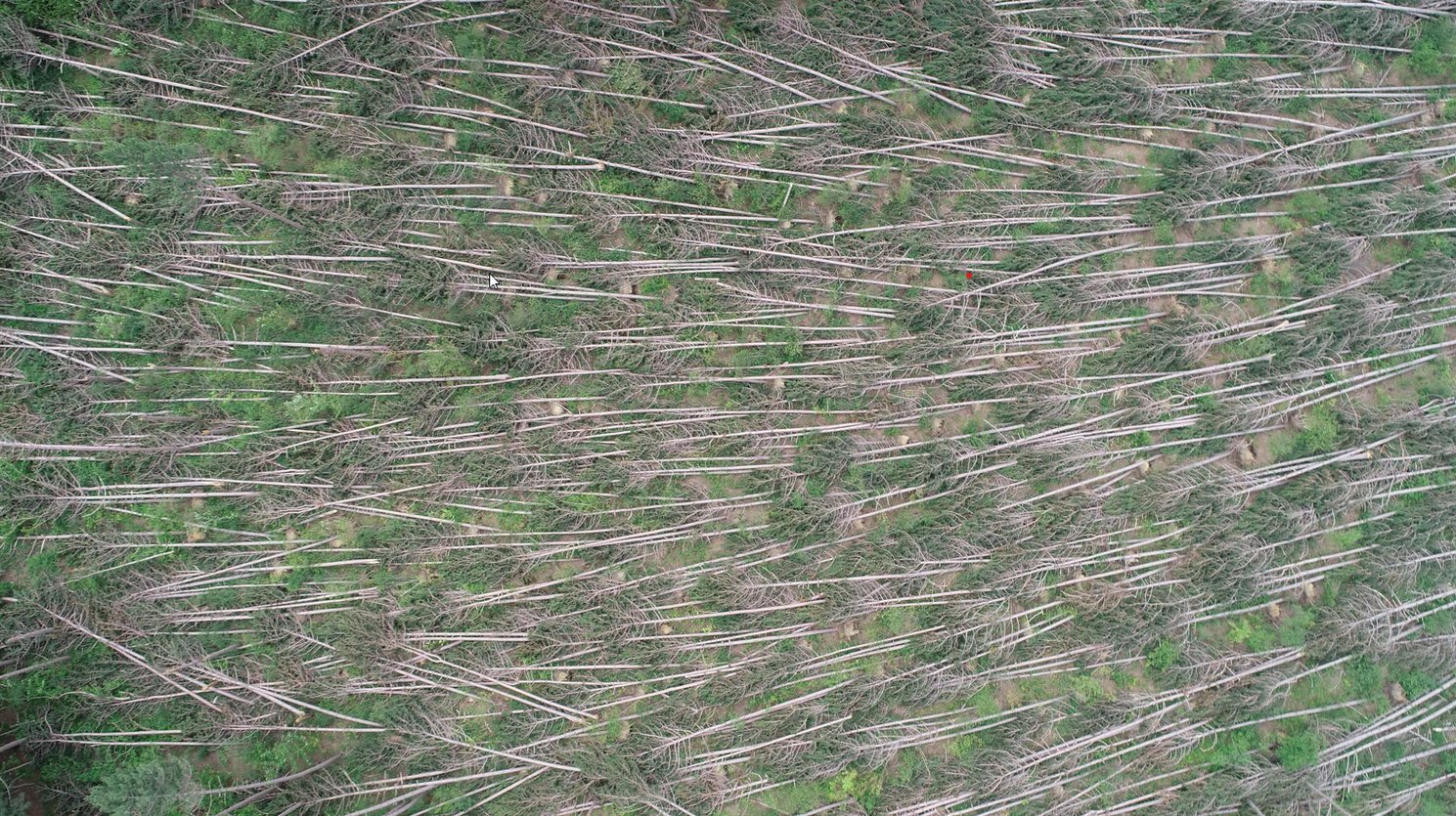 Hundreds of trees uprooted by the wind, lying on the ground.