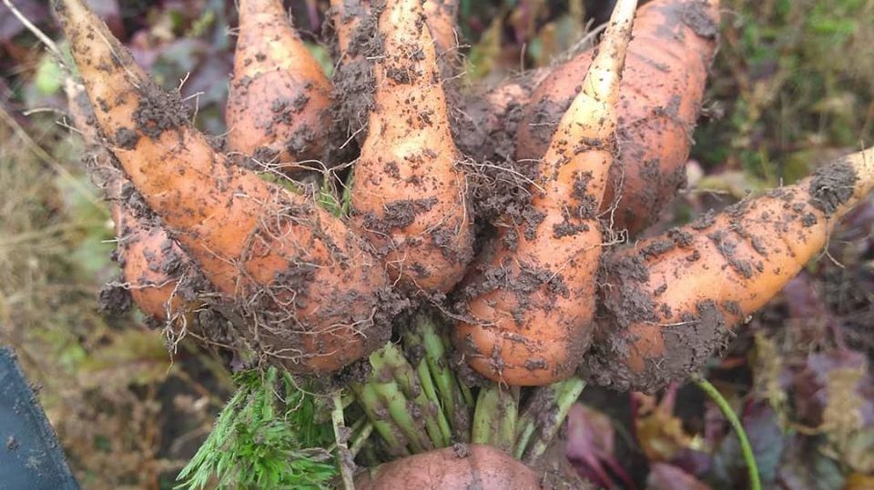 Carottes tout juste sorties de terre