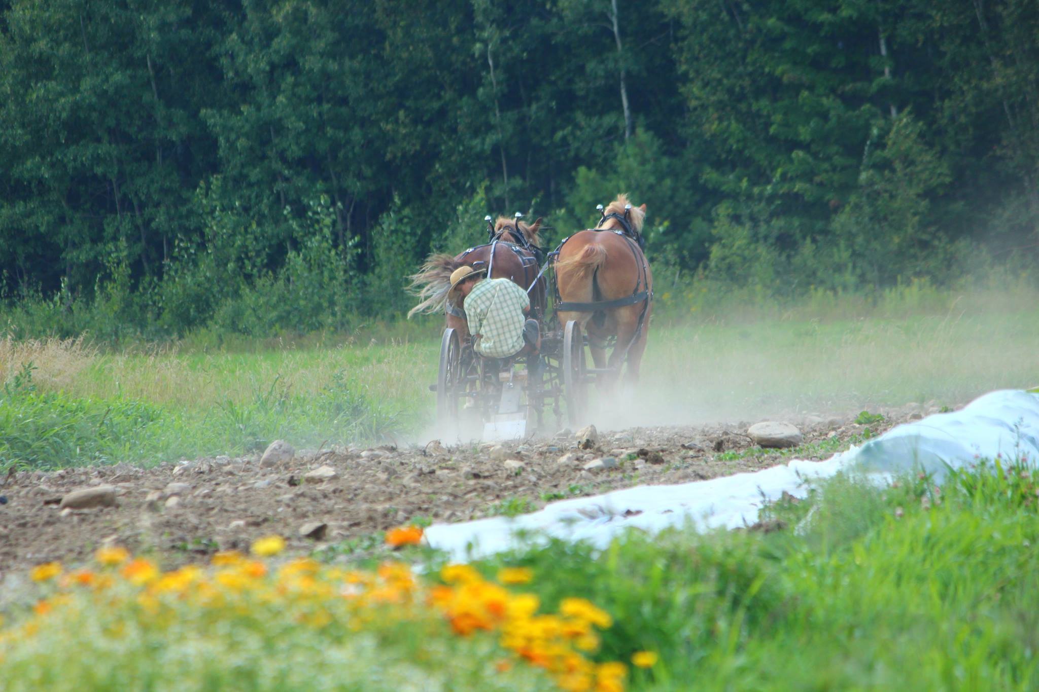 Matériel agricole tiré par des chevaux dans un champ