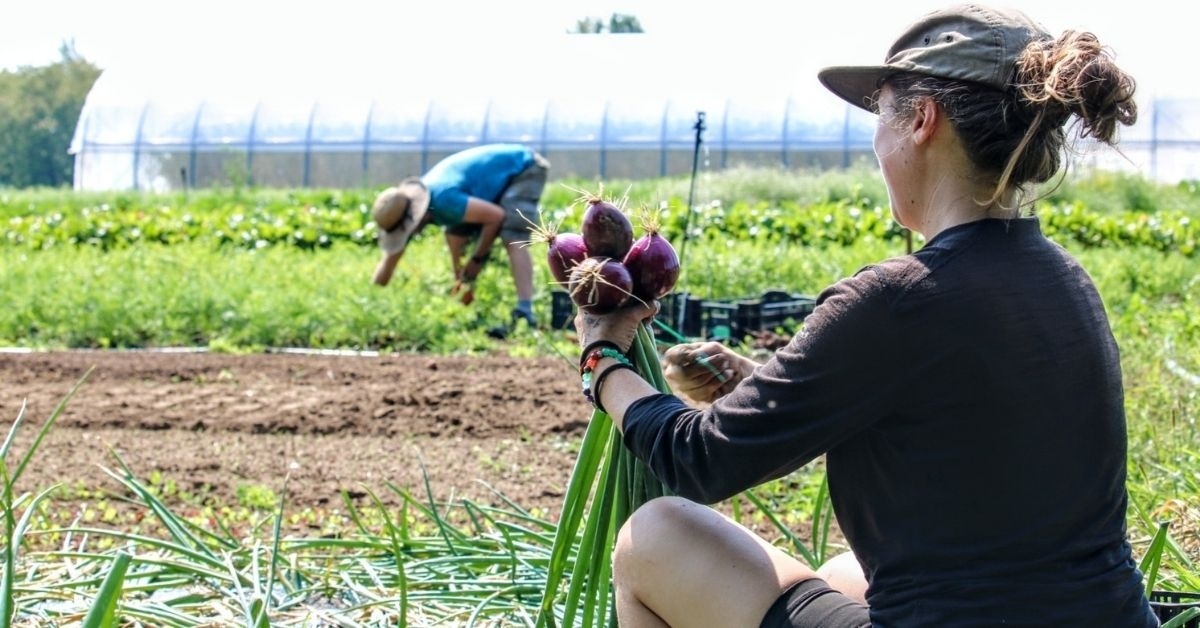 Harvesting onions and carrots