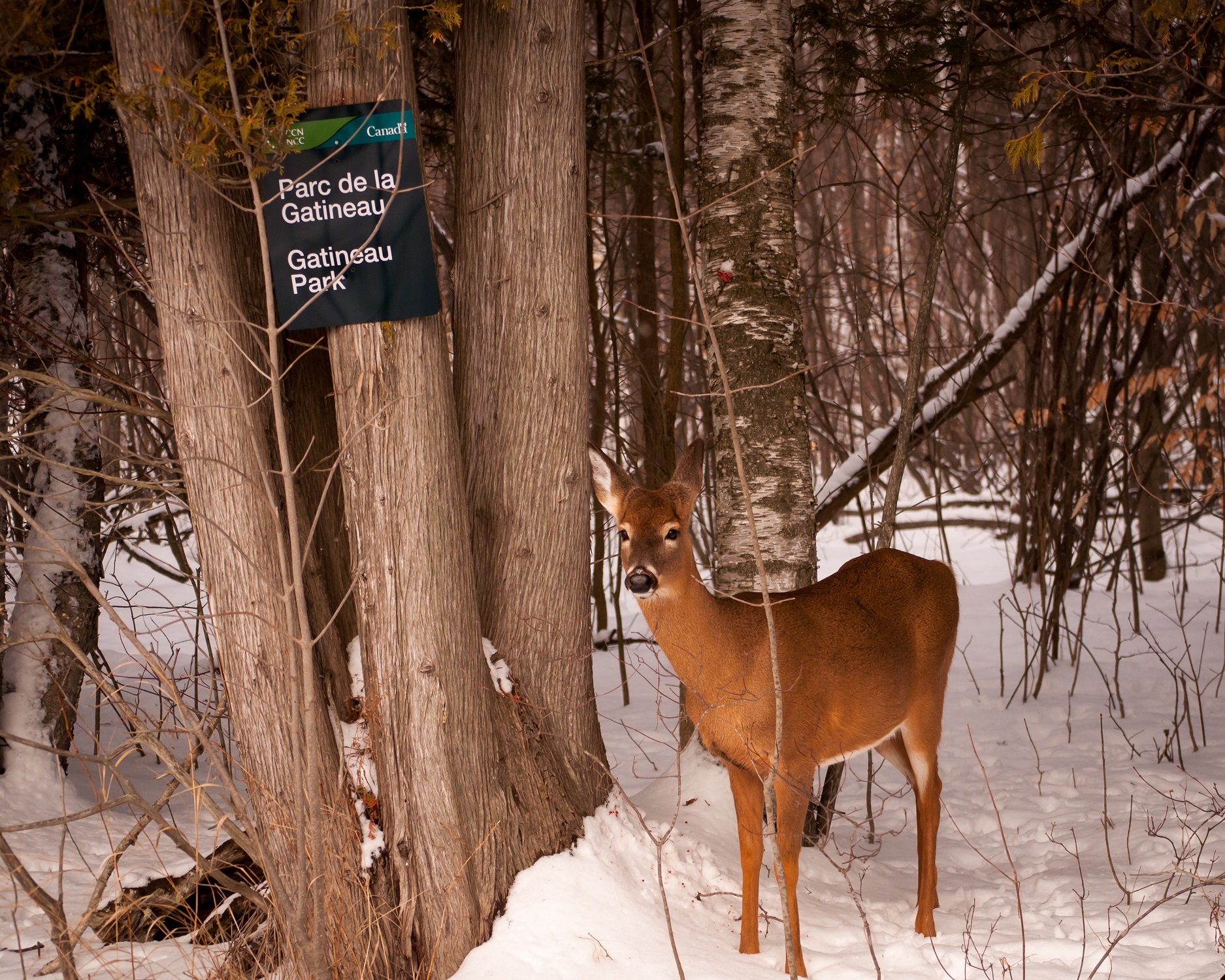 A deer in Gatineau Park in winter