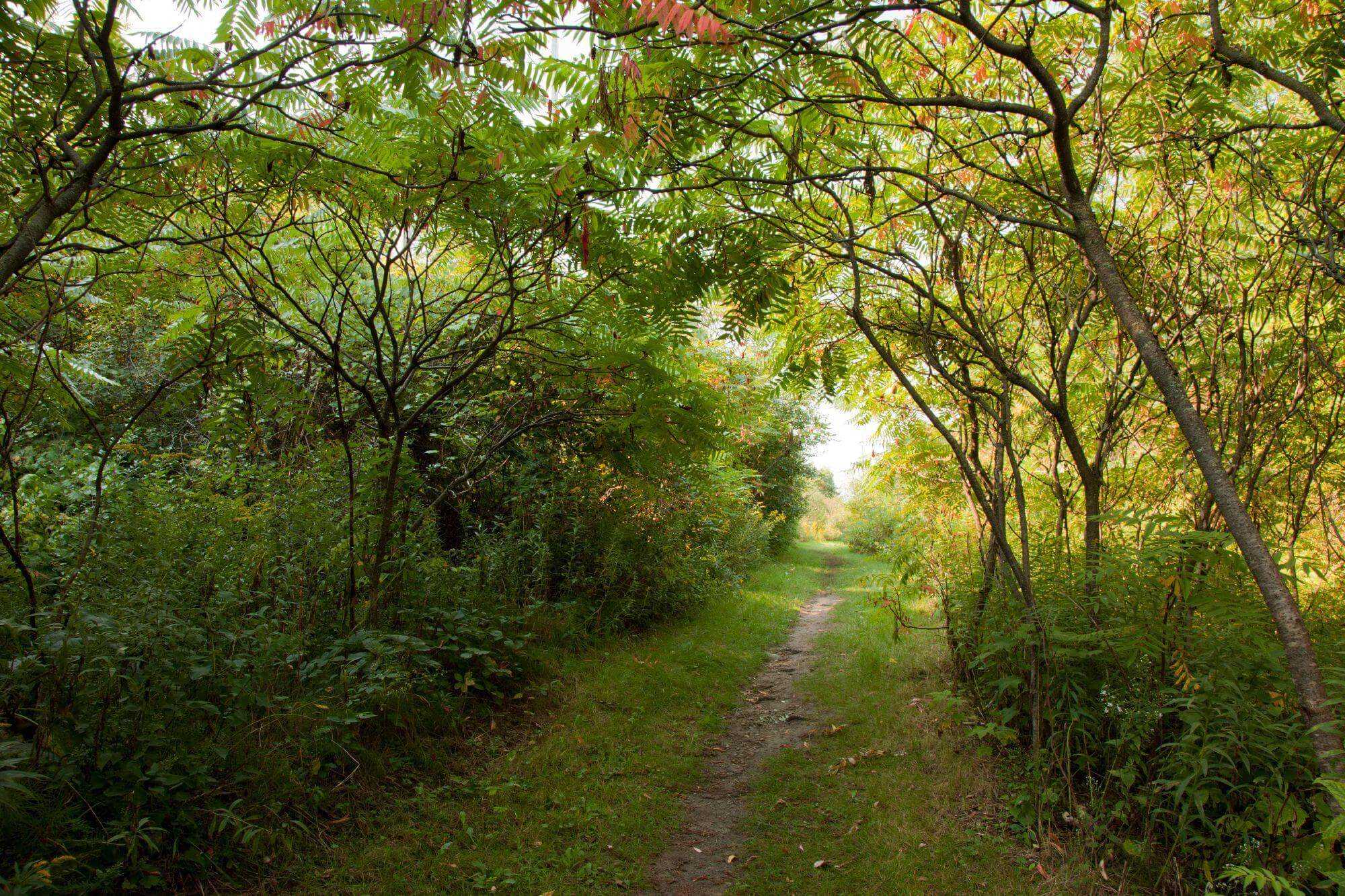 Le ruisseau de Green