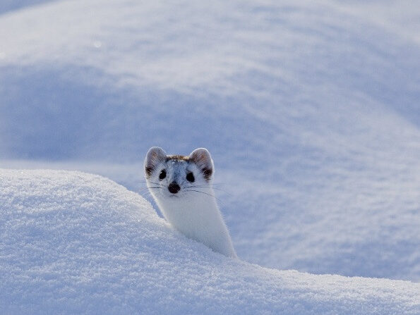 Ermine