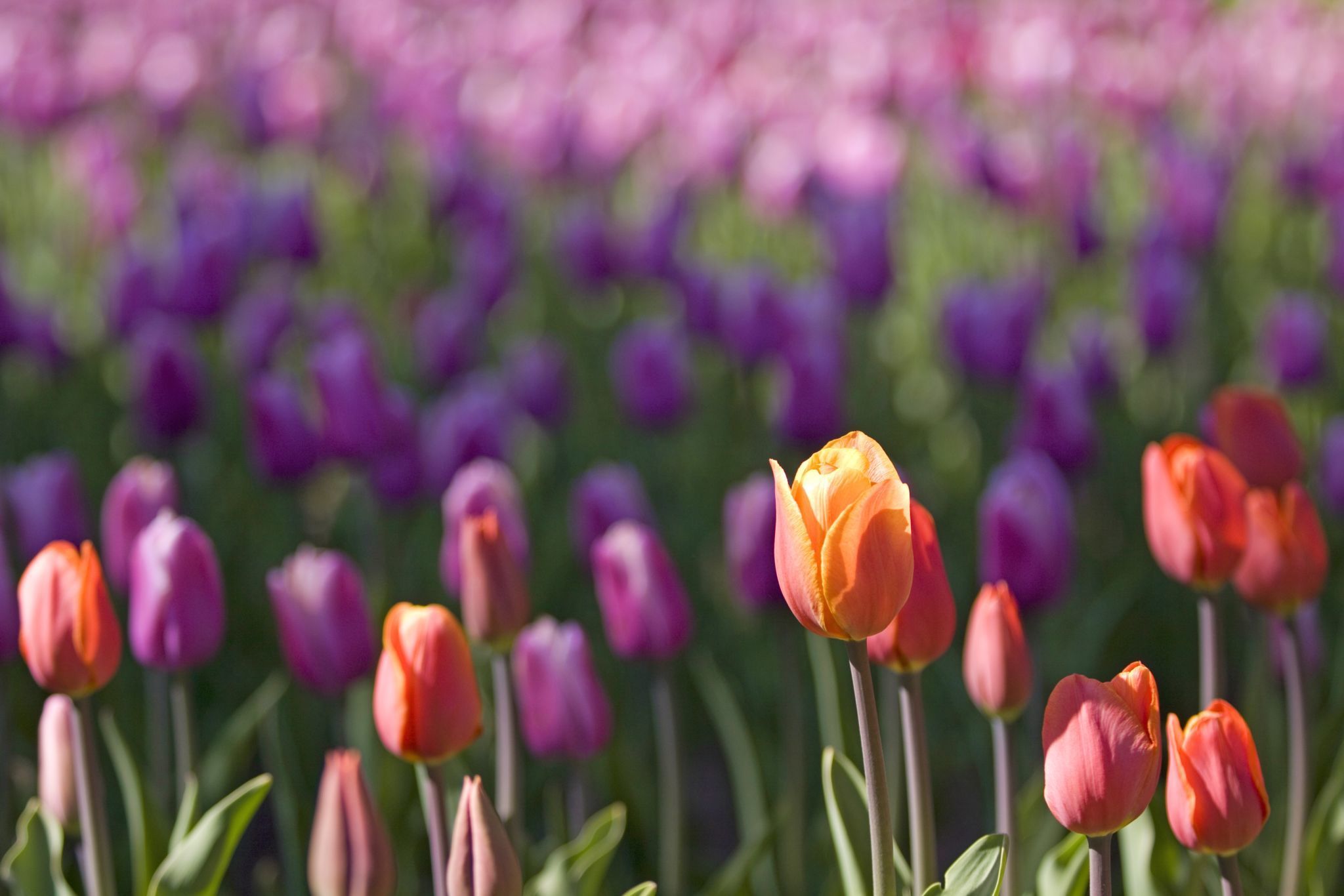 Close up of violet tulips