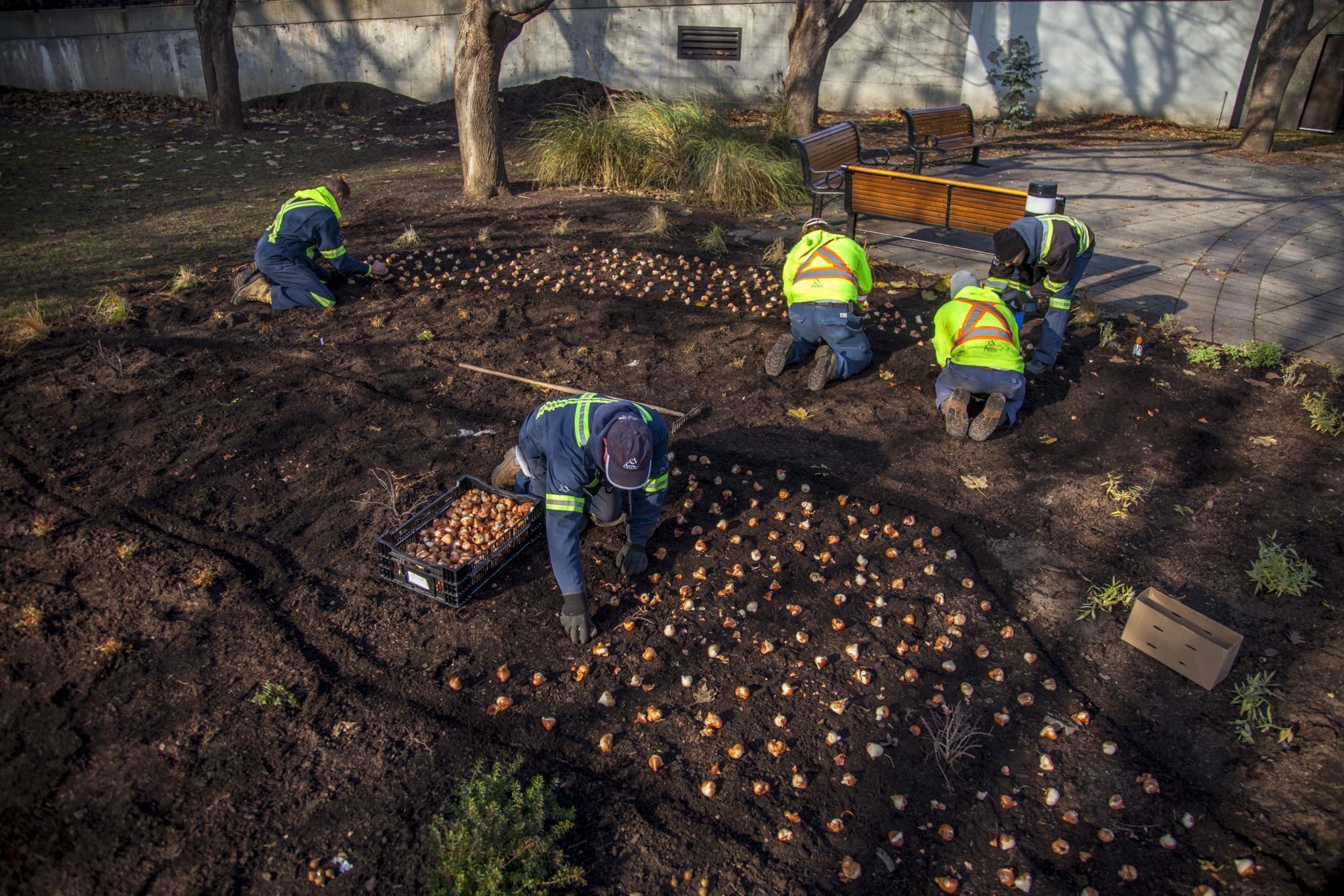 Employees at work, planting tulip bulbs