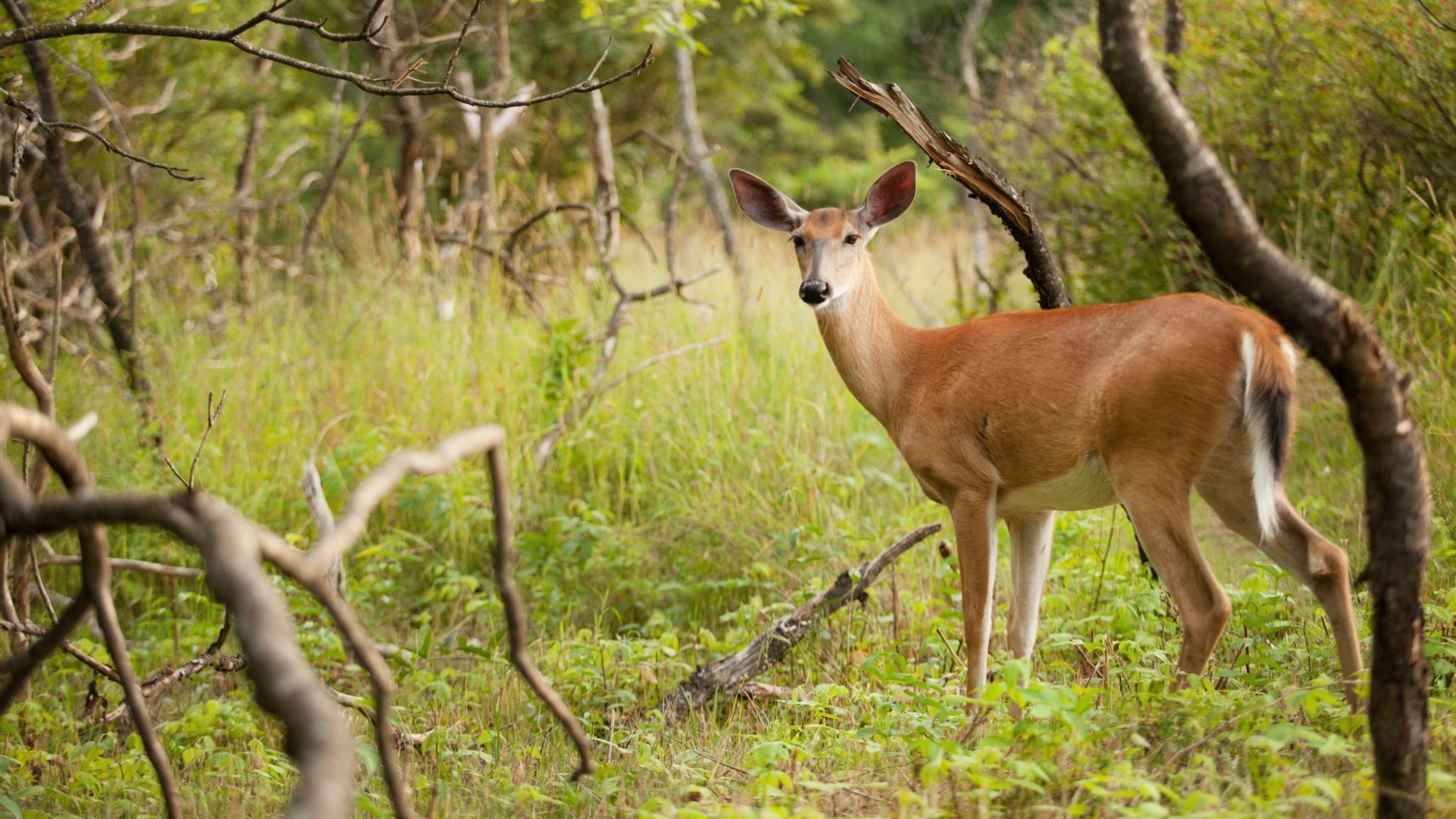 White-tailed deer in the forest, in summer, in Gatineau Park