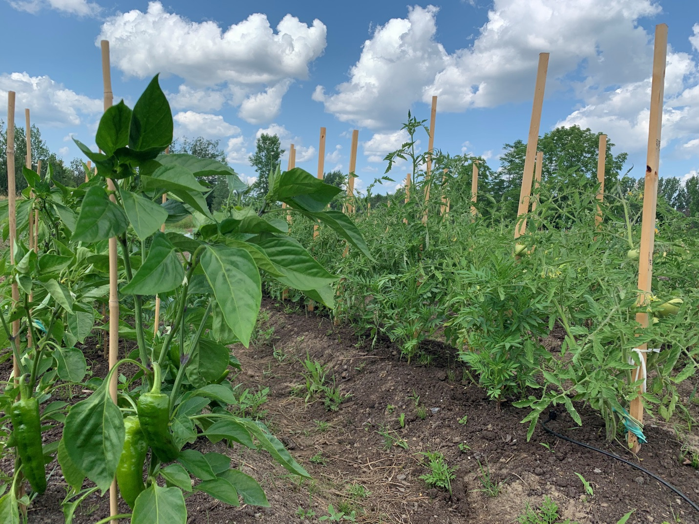 Rows of fresh produce