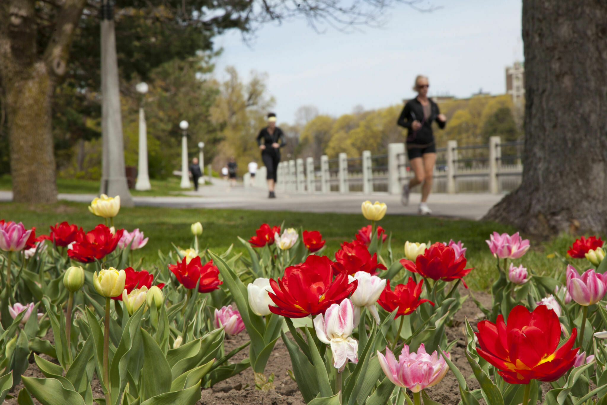 A small tulip bed along the Rideau Canal Western Pathway by the Rideau Canal, with walkers and runners in the background.