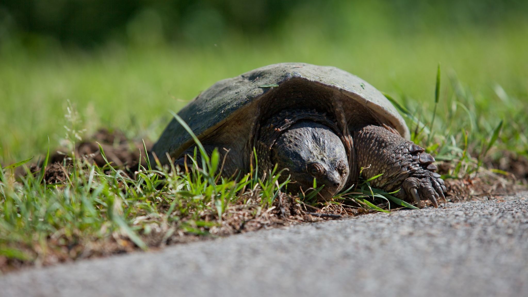 Turtle about to cross a road in Gatineau Park