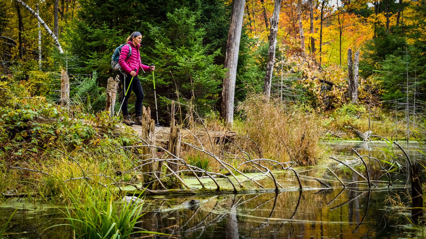 Gatineau Park user with hiking poles near a wetland in the fall