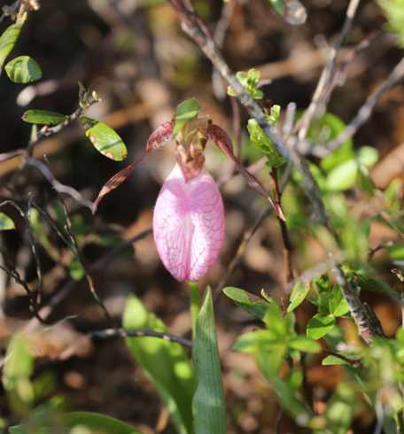 Single, pink, pouch-shaped flower that looks like a slipper. The flower is veined with magenta lines throughout. Brown sepal is spread out above the flower.