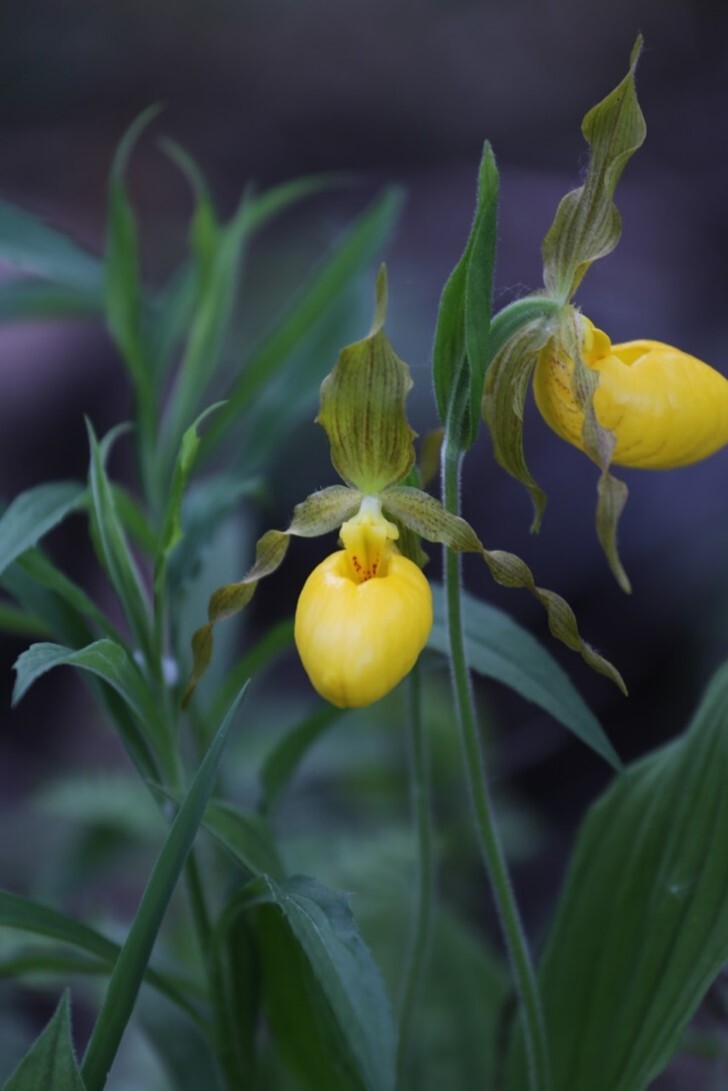 Deux fleurs de couleur jaune, chacune en forme de poche qui ressemble à une pantoufle. Les sépales verts s’enroulent en spirale vers l’extérieur.