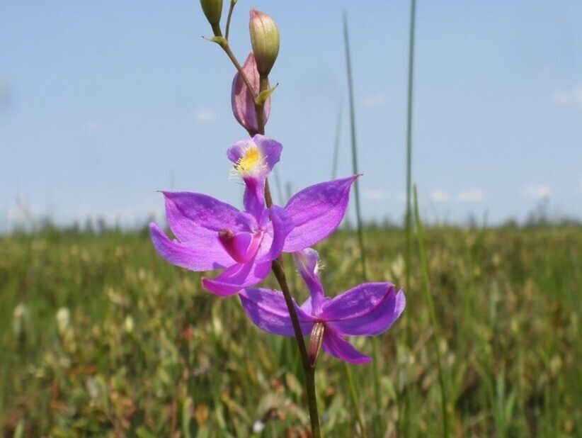 Deux fleurs violettes dans une prairie. Les feuilles de la fleur ont une texture semblable à celle de l’herbe et il y a des soies jaunes au centre de la fleur.