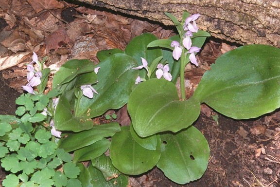 Four showy orchids that produce clusters of three to ten or more light purple and white hood-like flowers. The plant has two big green base leaves.