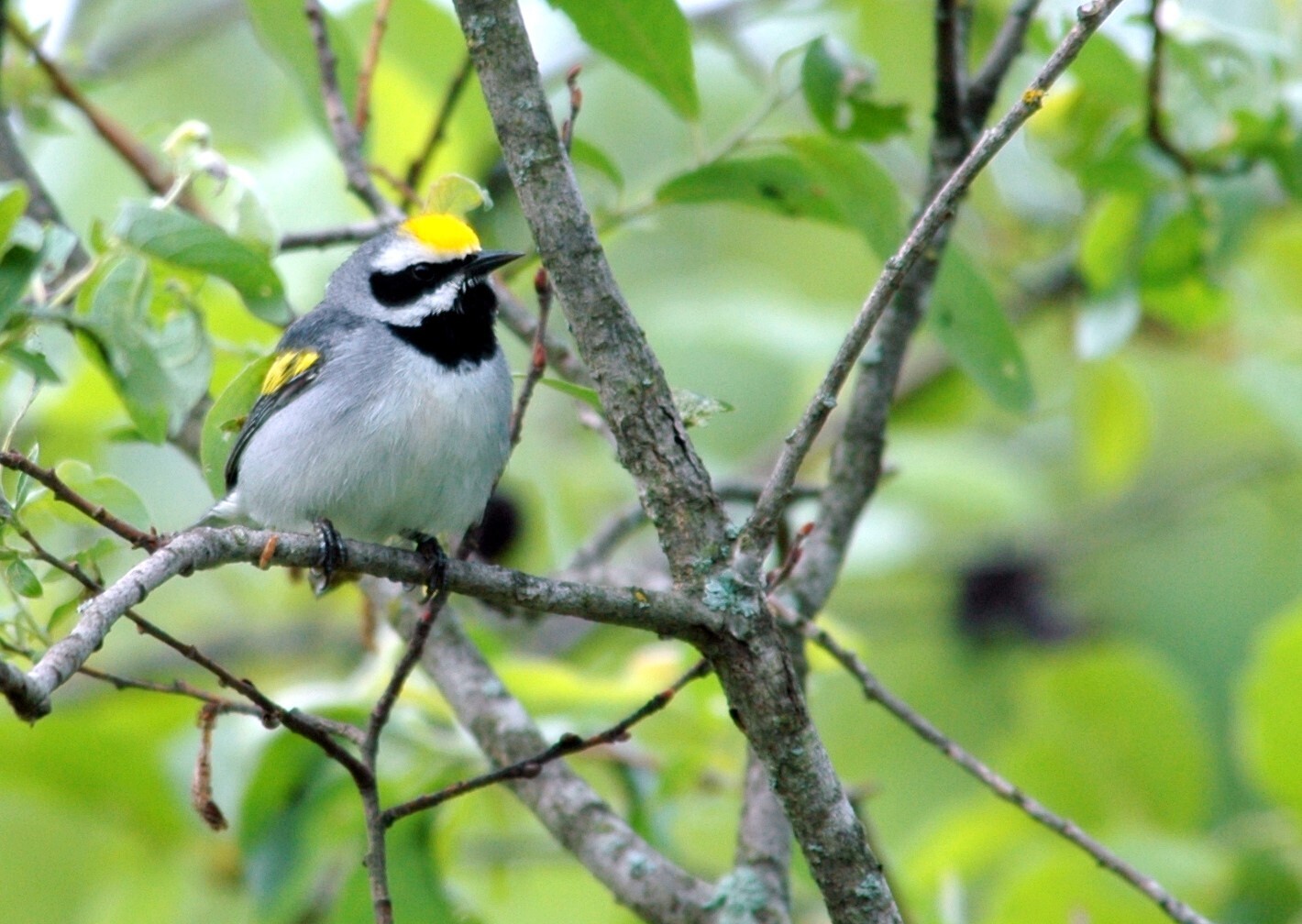 Male Golden-winged Warbler resting on a twig.