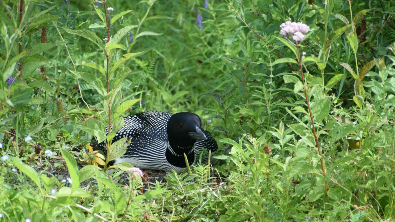 A common loon