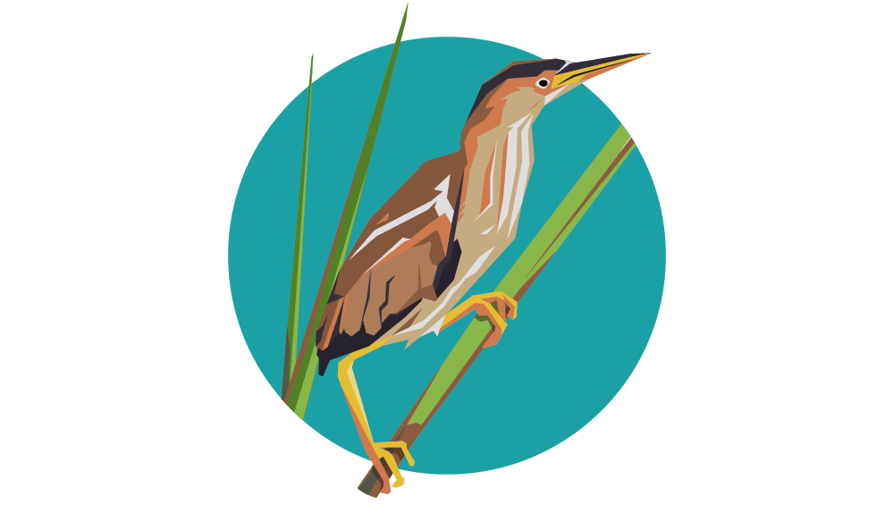 Least Bittern