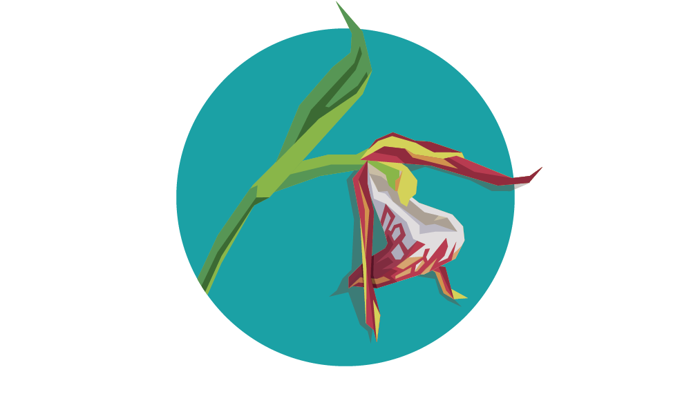 Ram’s-head Lady’s-slipper