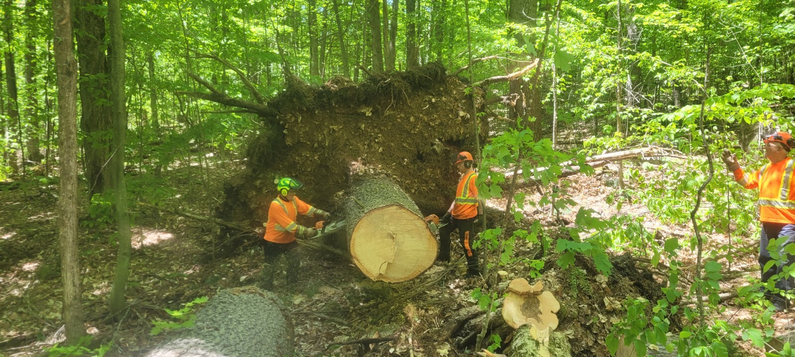 Workers taking down a tree fallen on a Greenbelt trail