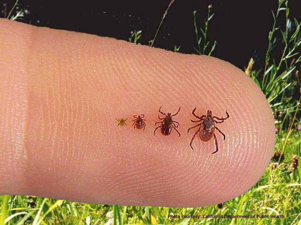 Different stages of the Ixodes scapularis tick (deer or blacklegged tick) associated with Lyme disease. Left to right: larva, nymph, adult male, adult female.