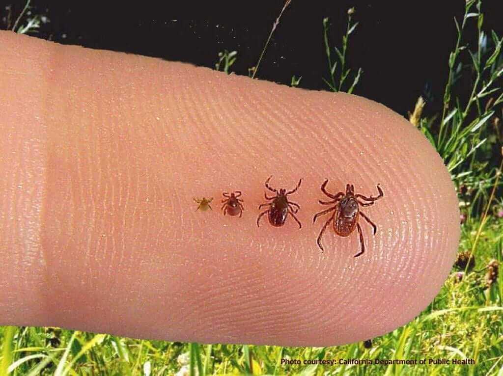 Différents stades de la tique Ixodes scapularis associée à la maladie de Lyme. De gauche à droite : larve, nymphe, mâle adulte, femelle adulte.