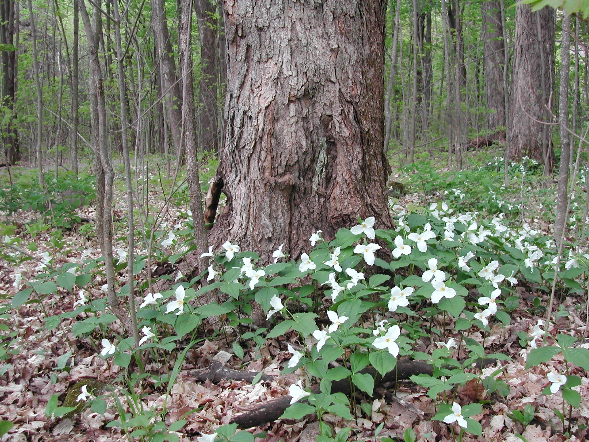 Dozens of white trilliums surrounding a tree in the forest