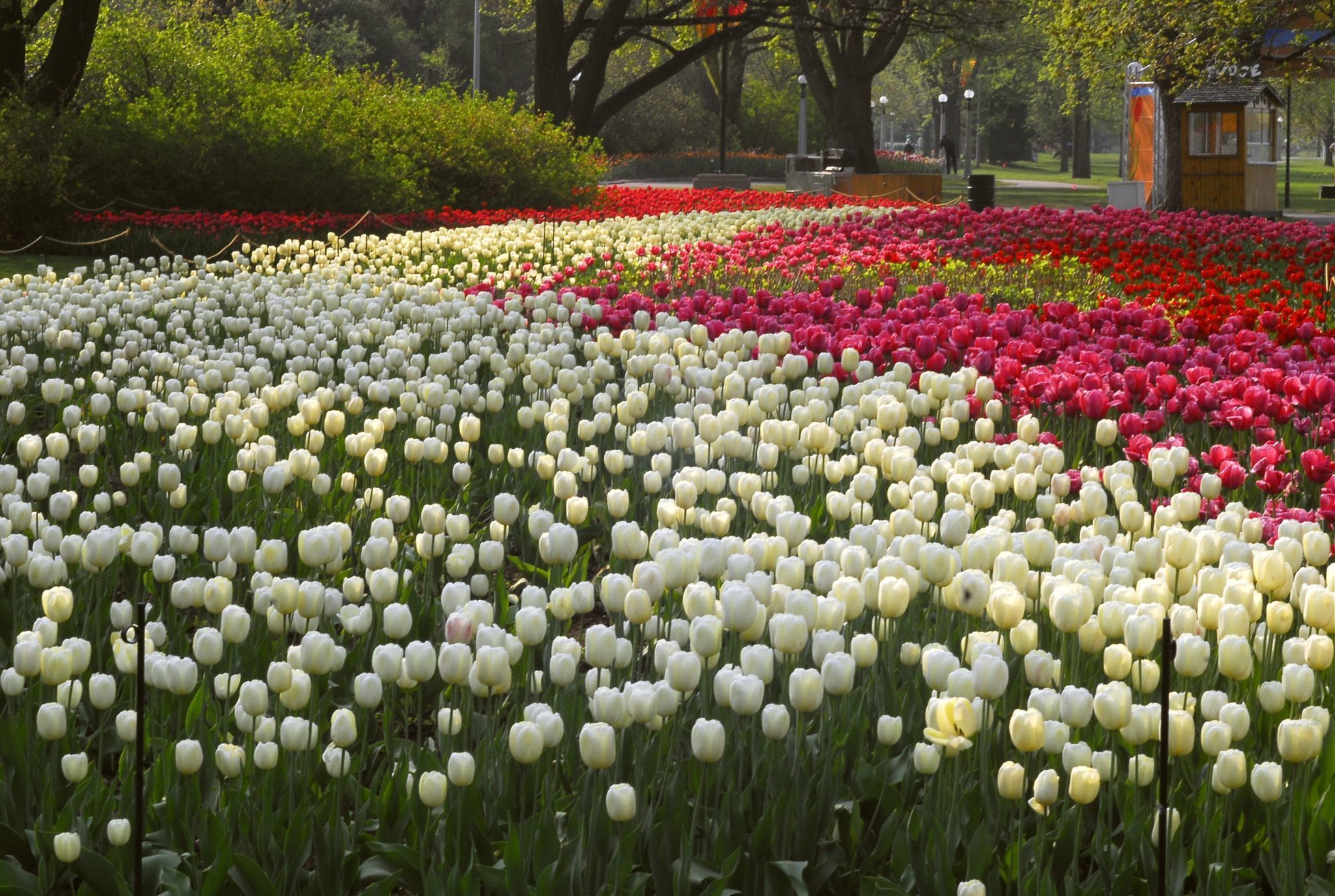 Larges platebandes de tulipes très compactes
