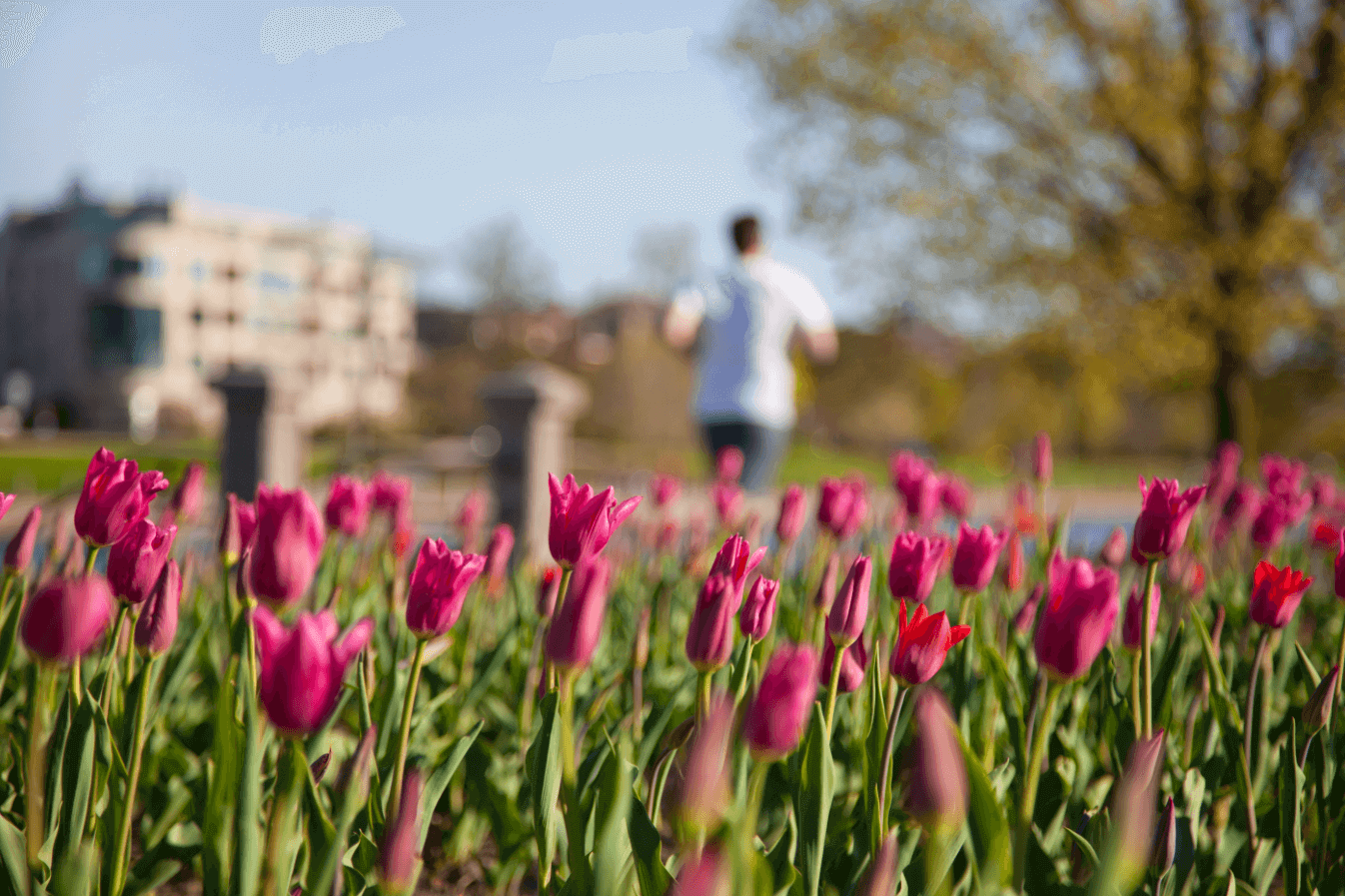 Pink tulips with a person running, trees and buildings in the background