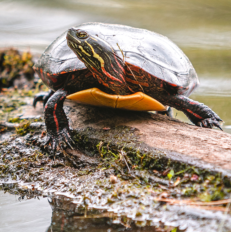 An idle turtle on a tree branch.
