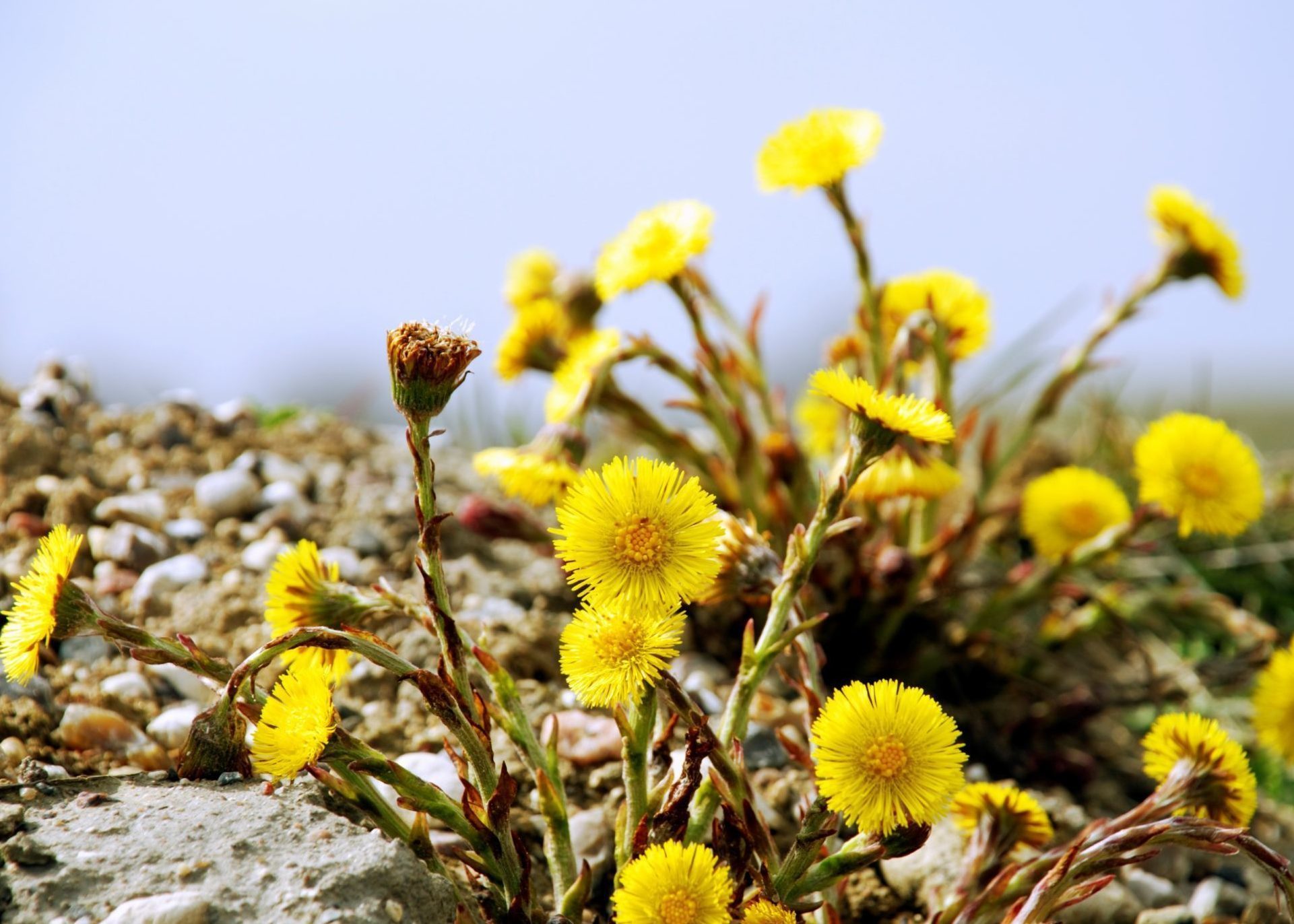 Delicate yellow flowers resembling small dandelions.