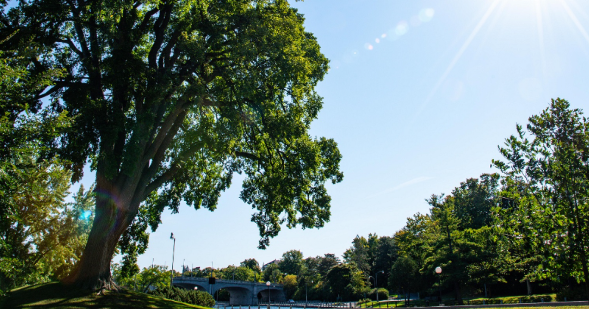 Remarkable Trees of Canada's Capital National Capital Commission