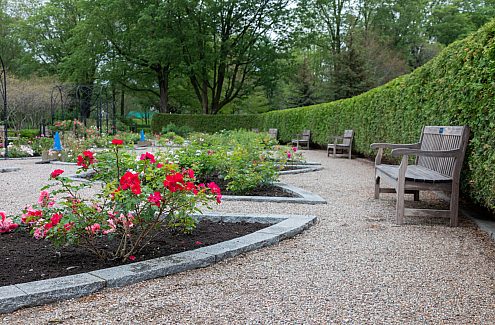 Wooden benches against a cedar hedge, facing flower beds with pink and red roses.