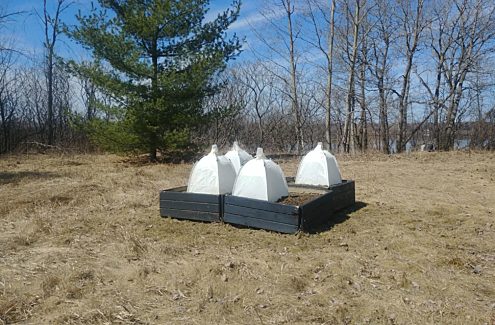 Quatre bacs à fleurs recouverts de tentes pour observer les abeilles qui font leur nid dans la terre.