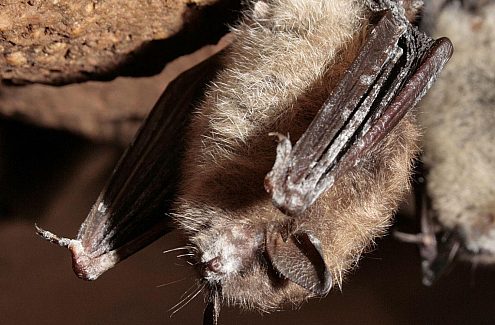 Une étude sur les chauves-souris en péril, par les biologistes du parc.